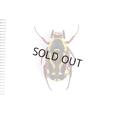 画像2: Chlorobapta frontalis