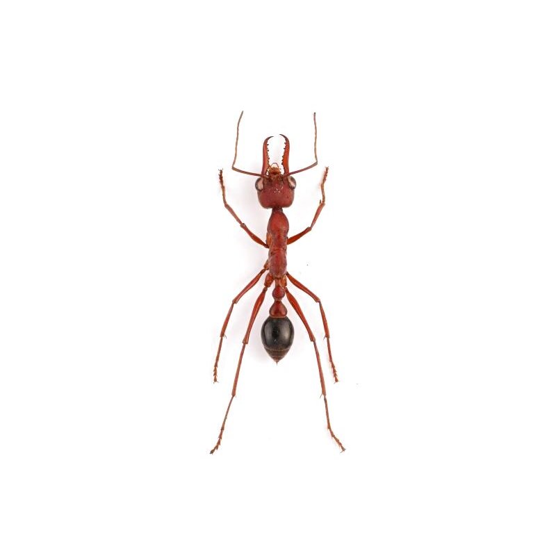 Temognatha