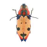 Castiarina mustelamajor