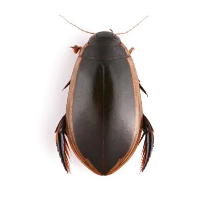 Dytiscidae of Australia - insects-BNE