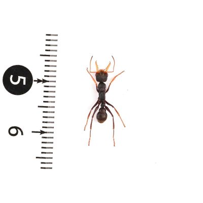 画像2: Myrmecia pilosula