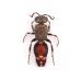 画像1: Mutillidae sp. (1)