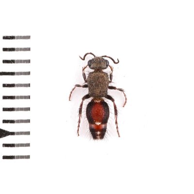 画像2: Mutillidae sp.
