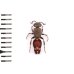 画像2: Mutillidae sp. (2)