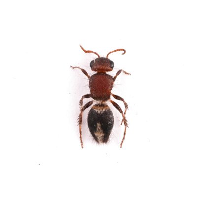 画像1: Mutillidae sp.