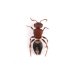 画像1: Mutillidae sp. (1)