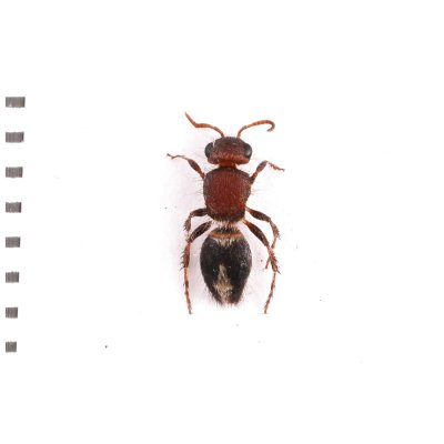 画像2: Mutillidae sp.