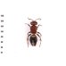 画像2: Mutillidae sp. (2)