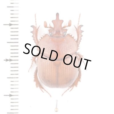 標本用品 Australia Bolboceratidae sp. 24mm BlueBeetle - Live Beetles | Real Framed Butterflies Moths