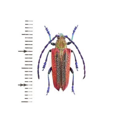 画像1: Oxypeltus quadrispinosus