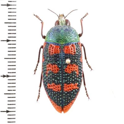 オーストラリアの昆虫 - insects-BNE (Page 1)