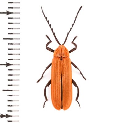 Lycidae of Australia - insects-BNE