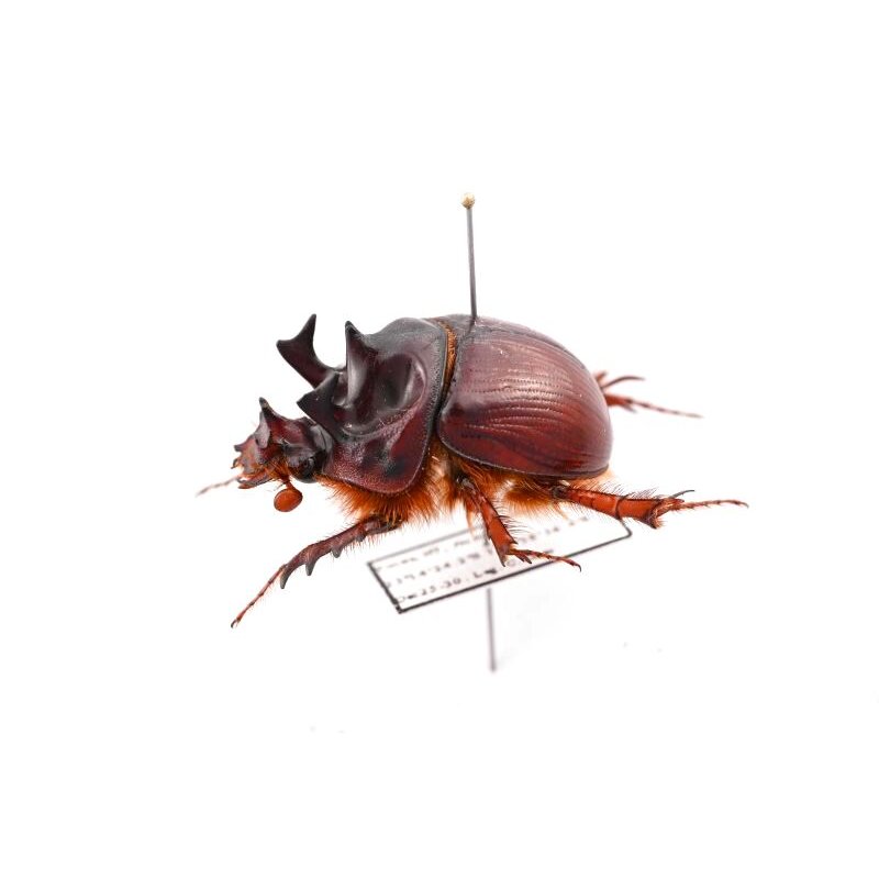tenebrionidae
