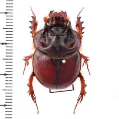 tenebrionidae