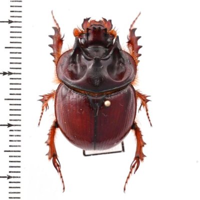 標本用品 Australia Bolboceratidae sp. 24mm 2023 1 oz RAM Australia's Dangerous Box Jellyfish Silver (BU