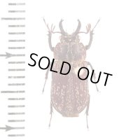 Ceratognathus bitumulatus