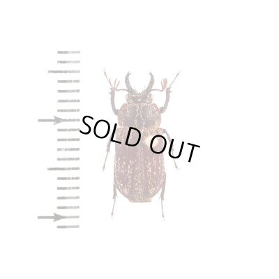 画像1: Ceratognathus bitumulatus