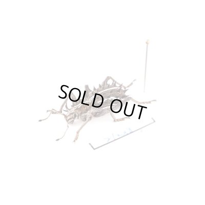 画像2: ゾウムシの一種　Acantholophus niveovittatus