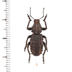 標本用品 Acantholophus  sp ゾウムシの一種 Acantholophus sp . - insects-BNE