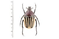 Trichaulax philipsii