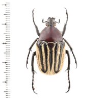 Trichaulax philipsii