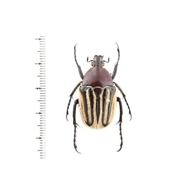 画像1: Trichaulax philipsii