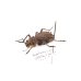 画像2: ゾウムシの一種　Acantholophus sp . (2)