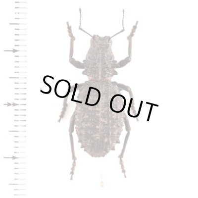Curculionidae of Australia - insects-BNE