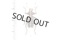 ゾウムシの一種　Acantholophus niveovittatus