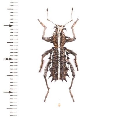 Curculionidae of Australia - insects-BNE