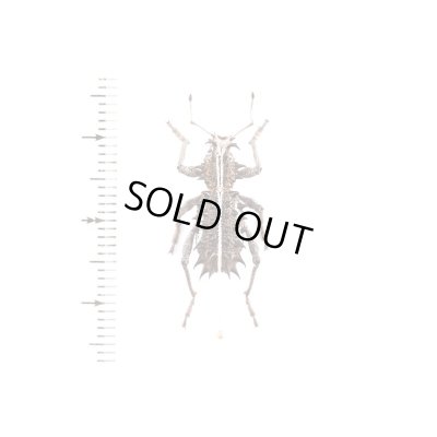 画像1: ゾウムシの一種　Acantholophus niveovittatus