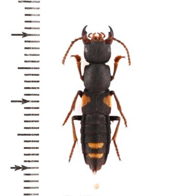 Staphylinidae of Taiwan - insects-BNE