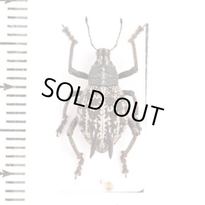 Curculionidae of Australia - insects-BNE