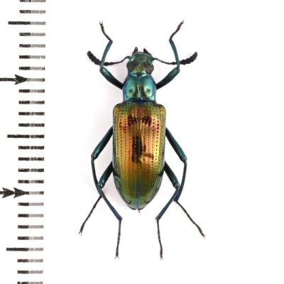 Tenebrionidae of Taiwan - insects-BNE