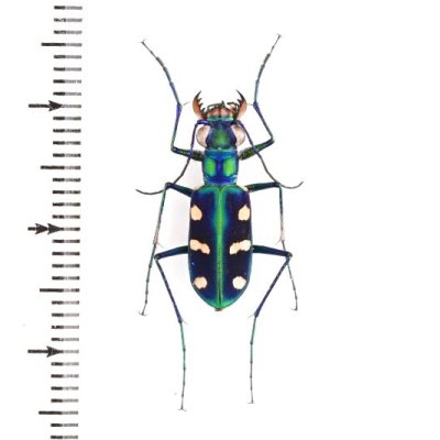 Cicindelidae of Taiwan - insects-BNE