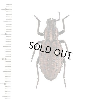 画像1: ゾウムシの一種　Talaurinus fergusoni