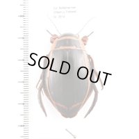 オウサマゲンゴロウ　Dytiscus latissimus 　チェコ産