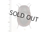 Tenebrionidae Helea sp.