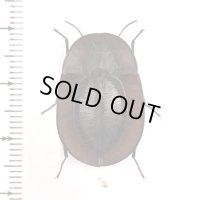 Tenebrionidae Helea sp.