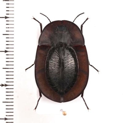 【祝開店！大放出セール開催中】 Acantholophus sp（昆虫標本販売） 標本用品