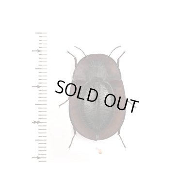 画像1: Tenebrionidae Helea sp.