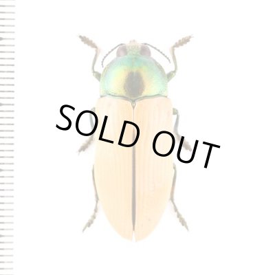 オーストラリア産　タマムシセット2　8-17mm 標本 | Dorcusfarm