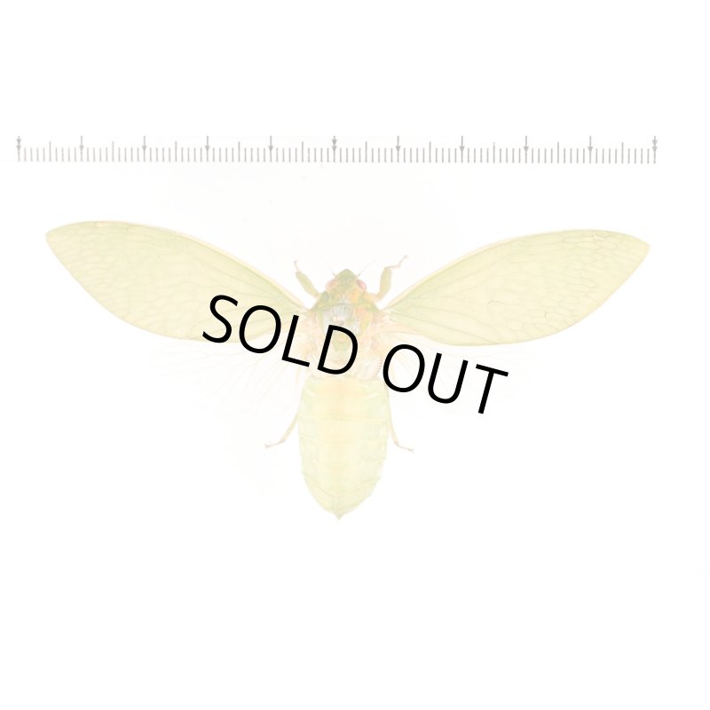 Cyclochila australasiae