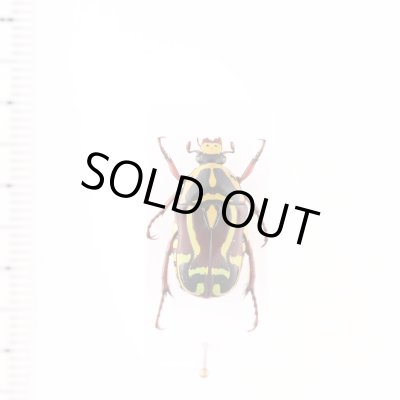 標本用品 Acantholophus sp Curculionidae of Australia