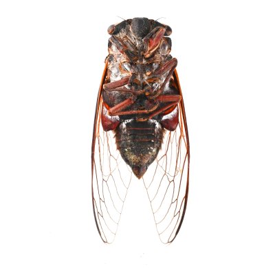 画像2: Thopha saccata