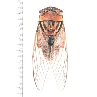 Thopha saccata