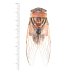 画像1: Thopha saccata (1)