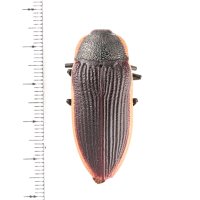 Temognatha grandis