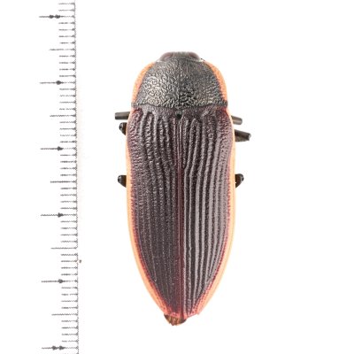 画像1: Temognatha grandis