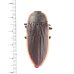 画像1: Temognatha grandis (1)